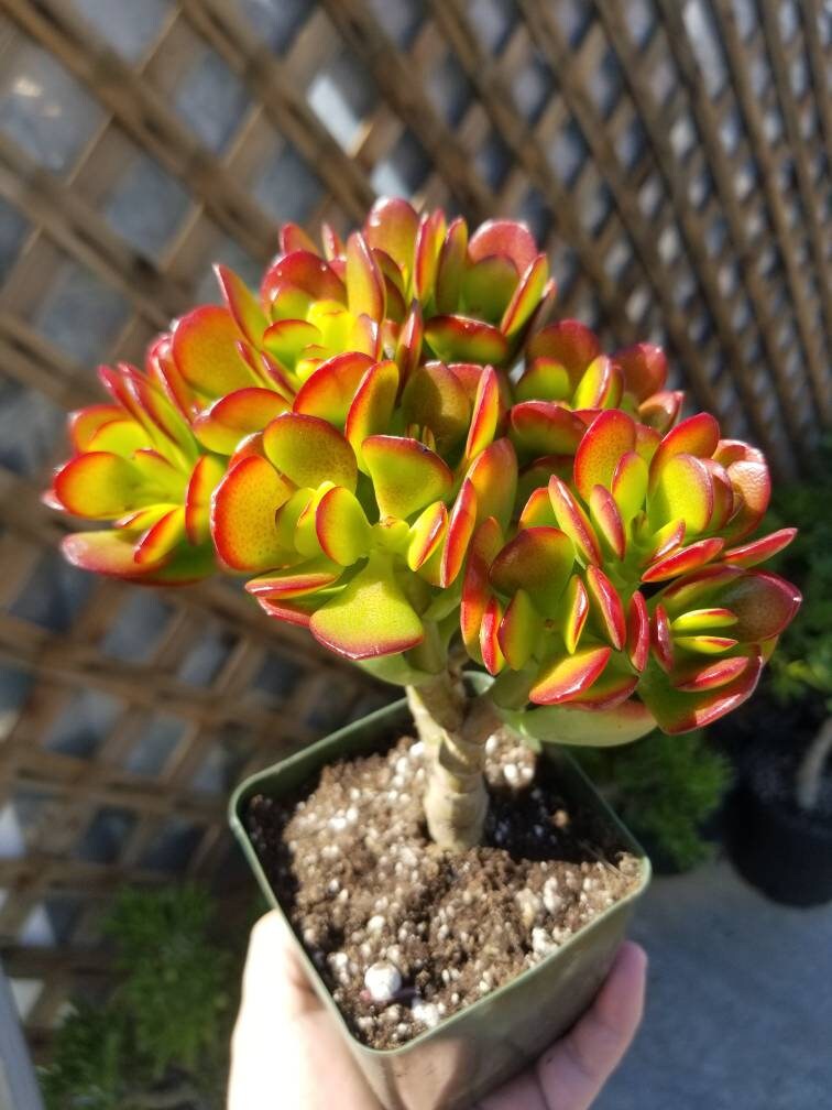 crosby red jade plant Crassula Ovata Crosby's Compact Mini Tree (5"pot)