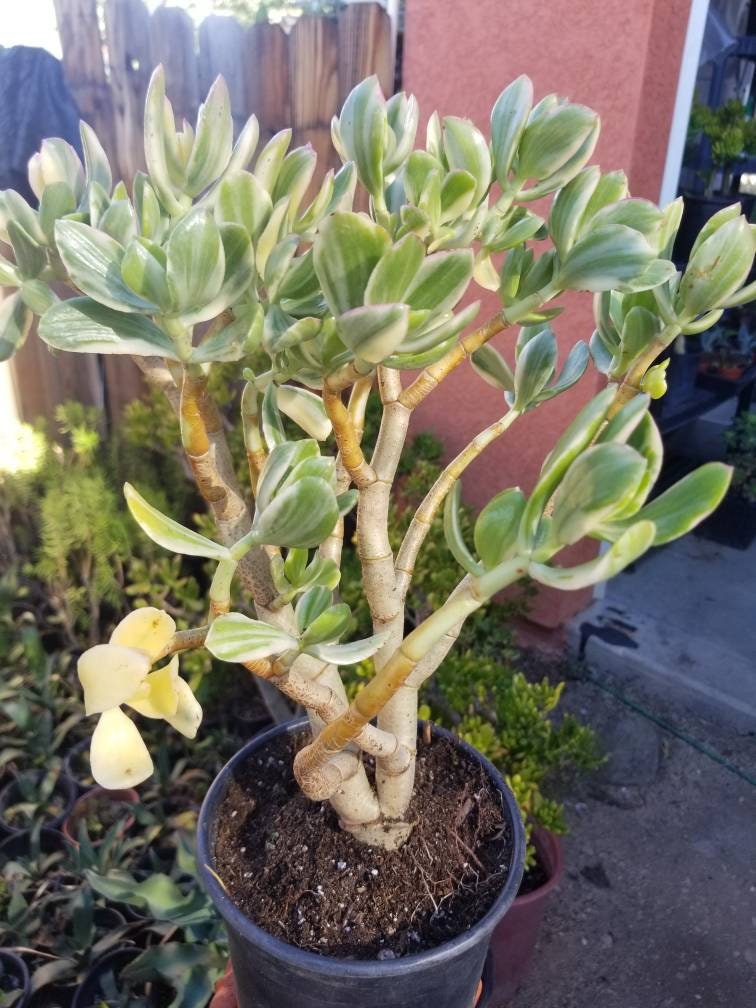 crassula ovata variegated jade plant Variegated Crassula Ovata Jade Tree