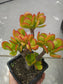 Crassula Ovata Crosby's Compact "Dwarf Jade Tree" (5" Pot) - Beaultiful Desert Plants 