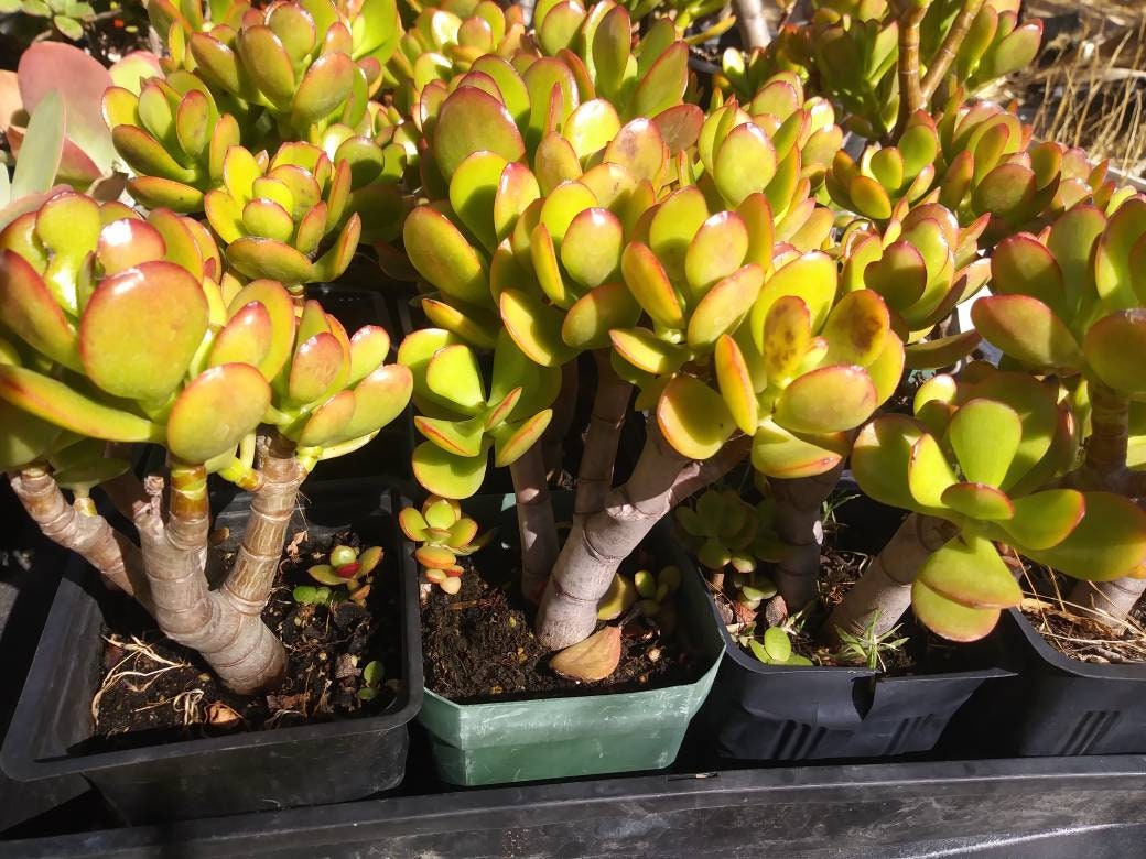 Crassula Ovata Crosby's Compact "Dwarf Jade Tree" (5" Pot) - Beaultiful Desert Plants 