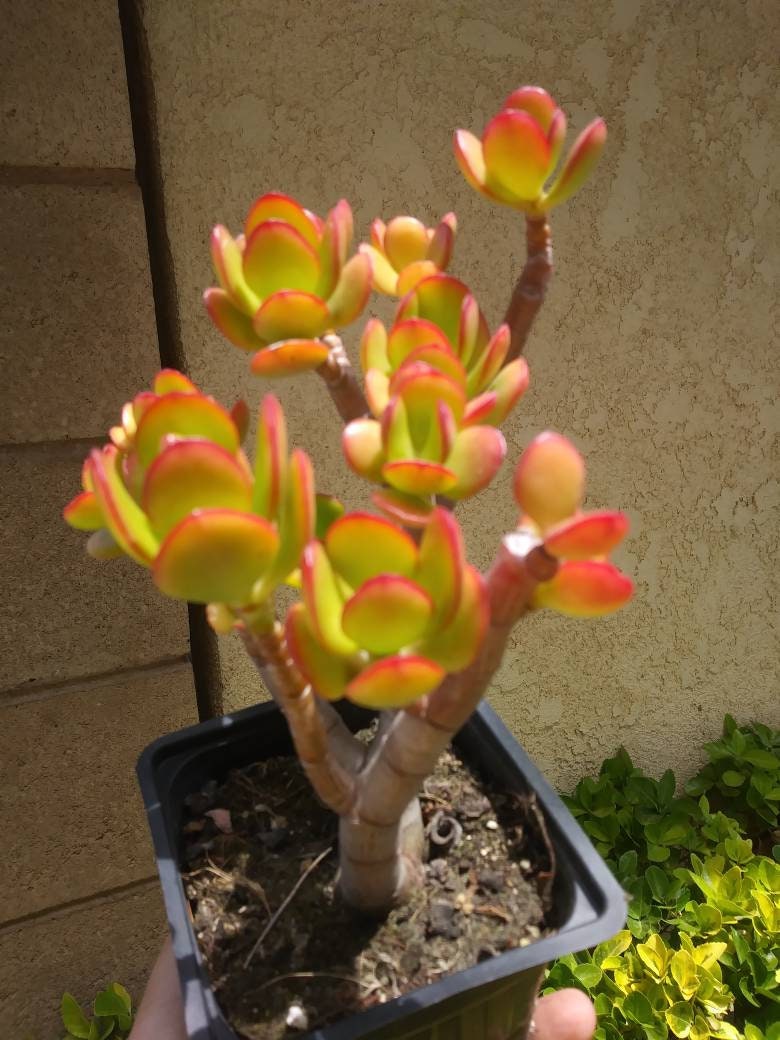 Crassula Ovata Crosby's Compact "Dwarf Jade Tree" (5" Pot) - Beaultiful Desert Plants 