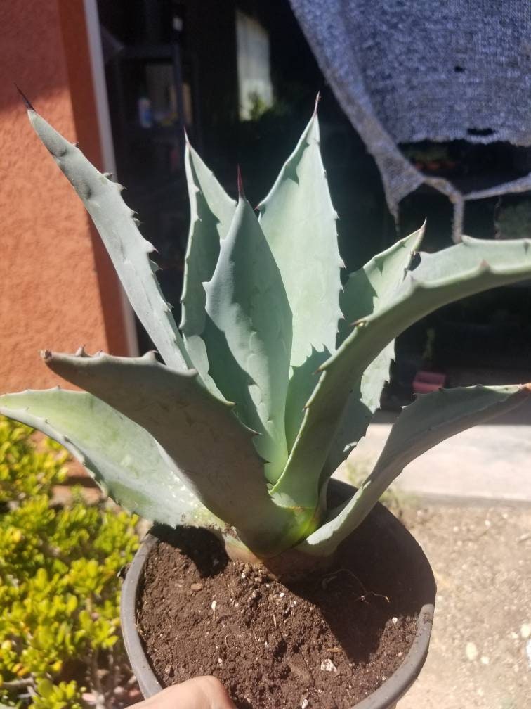 Blue Agave Americana - Beaultiful Desert Plants 