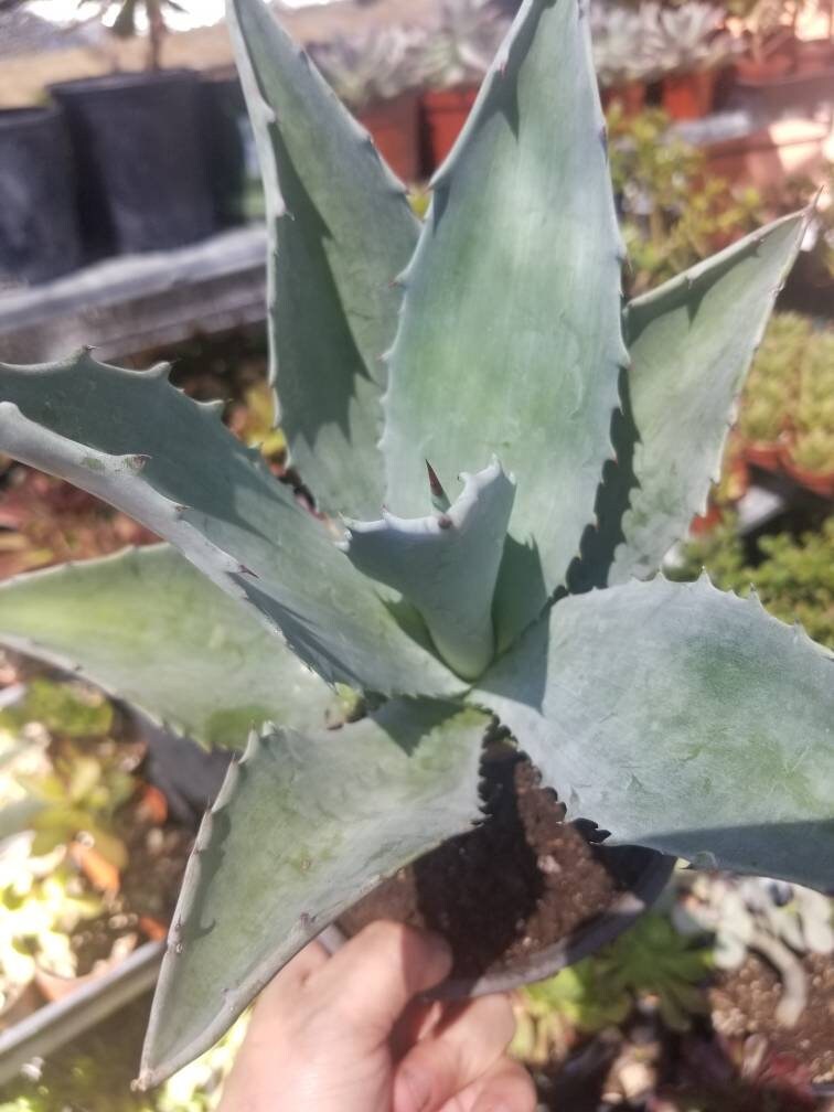 Blue Agave Americana - Beaultiful Desert Plants 