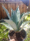 Blue Agave Americana - Beaultiful Desert Plants 