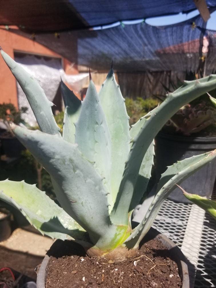 Blue Agave Americana - Beaultiful Desert Plants 