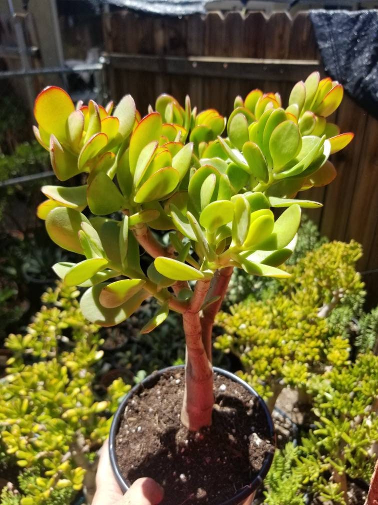 desert jade plant Crassula Ovata Jade Tree