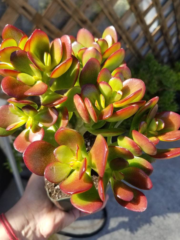 Crassula Ovata Crosby's (5"pot) - Beaultiful Desert Plants 