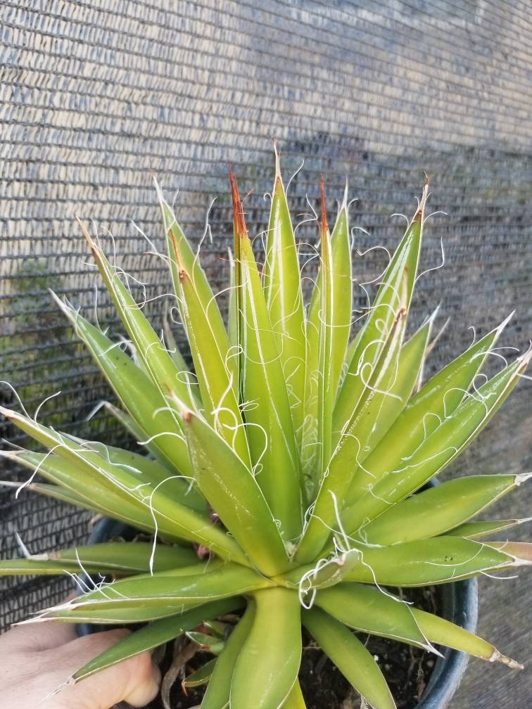 Agave Filifera var. Schidigera - Beaultiful Desert Plants 