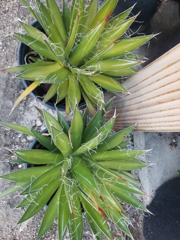 Agave Filifera var. Schidigera - Beaultiful Desert Plants 