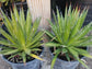 Agave Filifera var. Schidigera - Beaultiful Desert Plants 