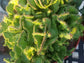 Euphorbia Flanaganii Medusa Crested - Beaultiful Desert Plants 