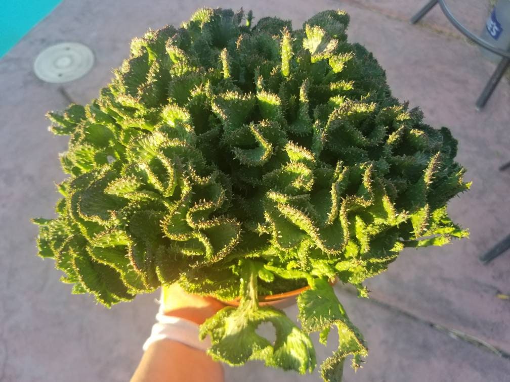 Euphorbia Flanaganii Medusa Crested - Beaultiful Desert Plants 