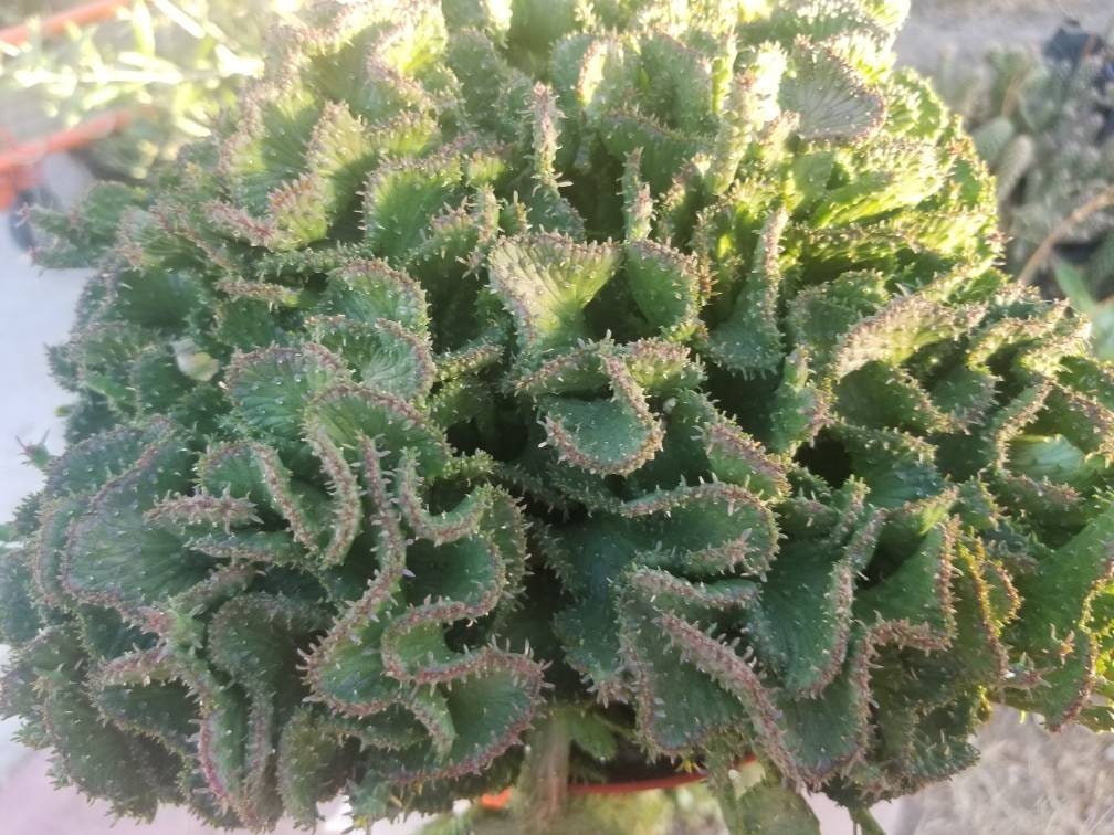 Euphorbia Flanaganii Medusa Crested - Beaultiful Desert Plants 