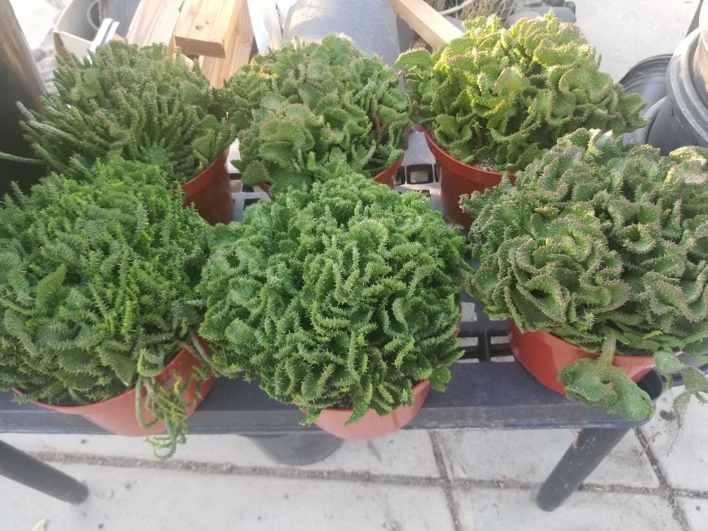 Euphorbia Flanaganii Medusa Crested - Beaultiful Desert Plants 