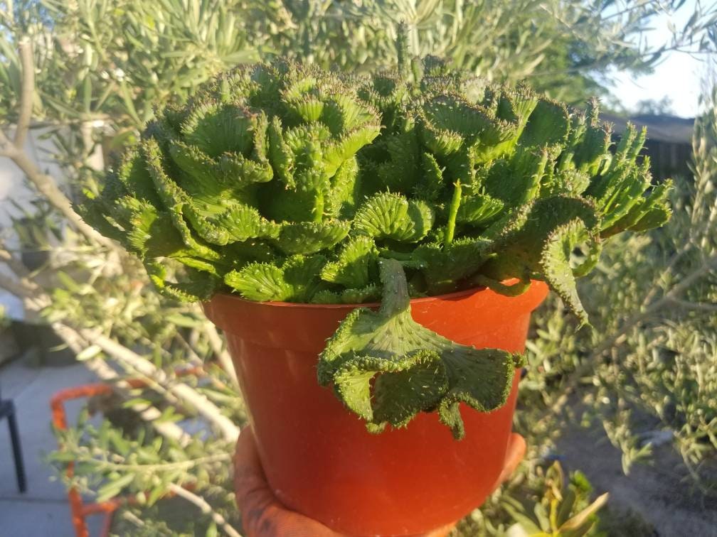 Euphorbia Flanaganii Medusa Crested - Beaultiful Desert Plants 