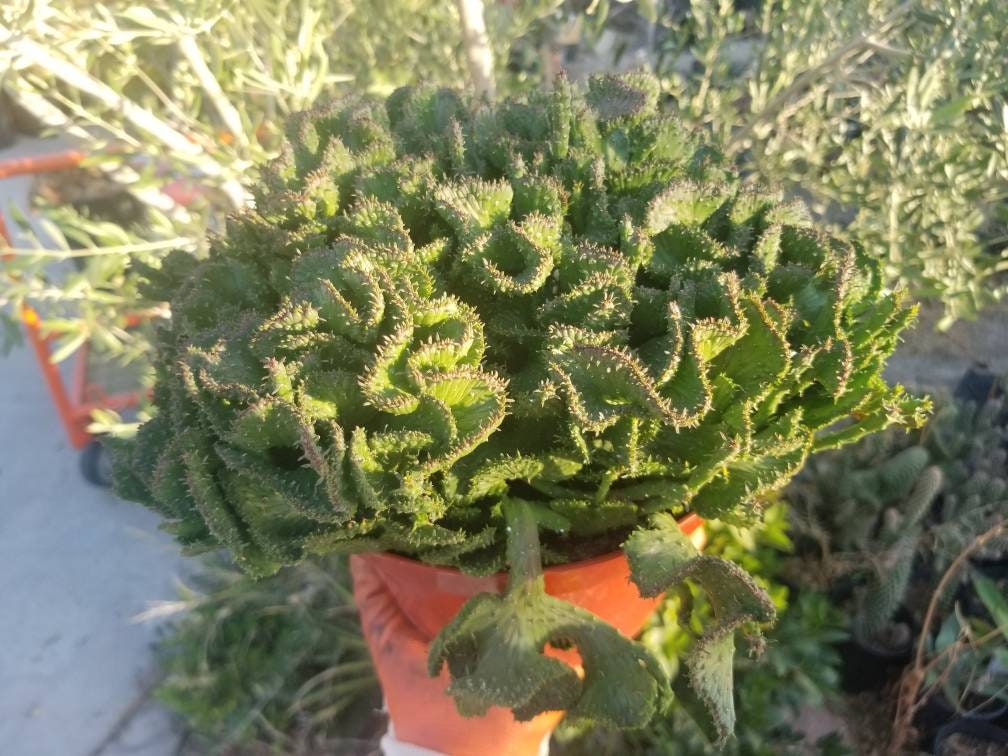 Euphorbia Flanaganii Medusa Crested - Beaultiful Desert Plants 