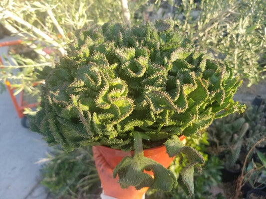 Euphorbia Flanaganii Medusa Crested - Beaultiful Desert Plants 