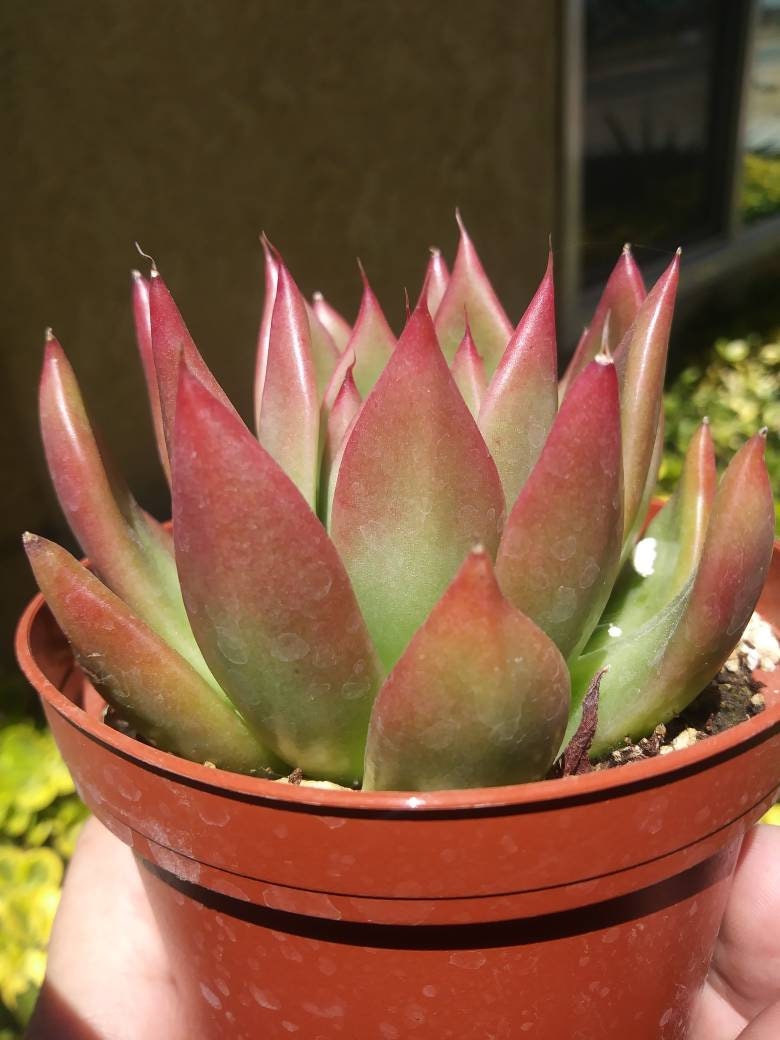 Echeveria Agavoide  Frank Reinelt (4" pot) - Beaultiful Desert Plants 