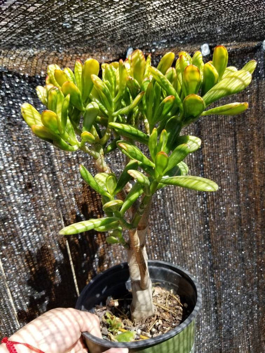 Crassula Ovata Gollum Sunset Tree - Beaultiful Desert Plants 