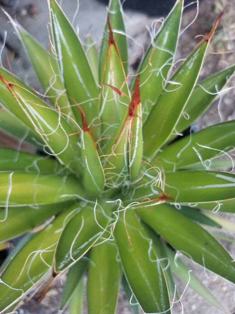 Agave Filifera var. Schidigera – Beaultiful Desert Plants