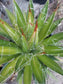 Agave Filifera var. Schidigera - Beaultiful Desert Plants 