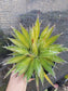 Agave Filifera var. Schidigera - Beaultiful Desert Plants 