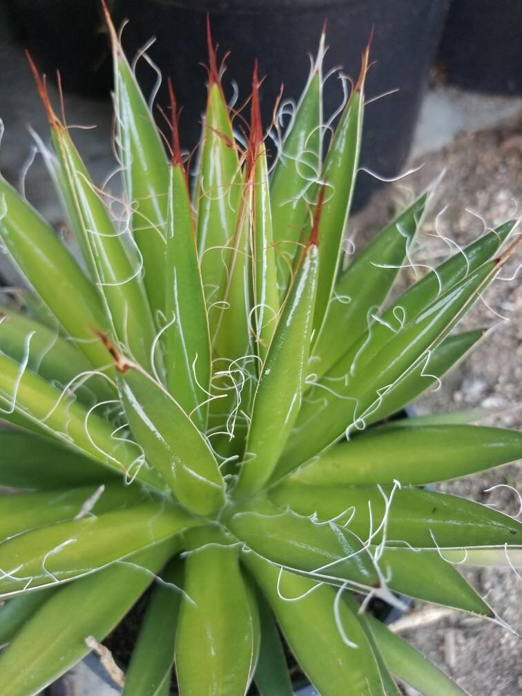 Agave Filifera var. Schidigera - Beaultiful Desert Plants 