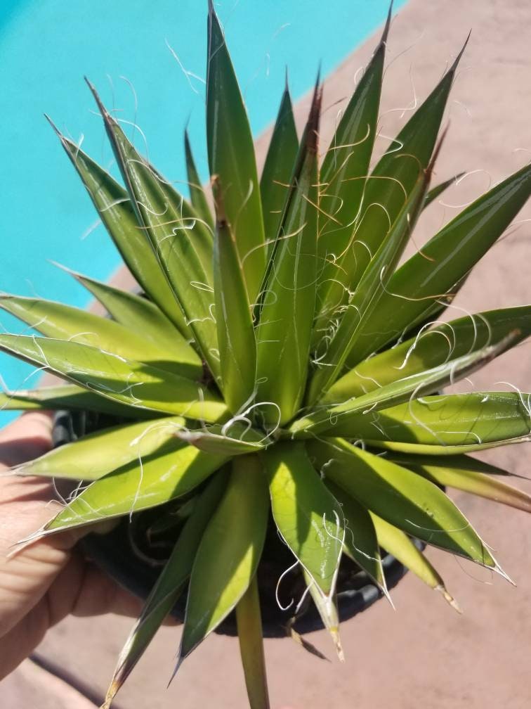 Agave Filifera var. Schidigera - Beaultiful Desert Plants 