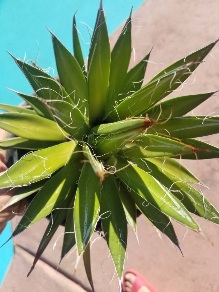 Agave Filifera var. Schidigera - Beaultiful Desert Plants 