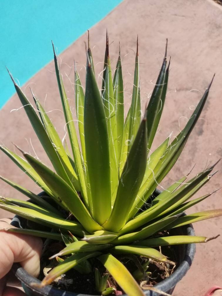 Agave Filifera var. Schidigera - Beaultiful Desert Plants 