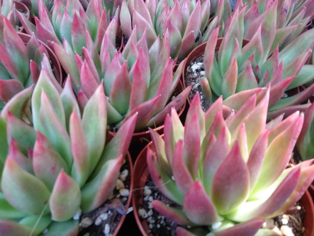 frank reinelt succulent Echeveria Agavoide Frank Reinelt (4" pot) – Beaultiful Desert Plants