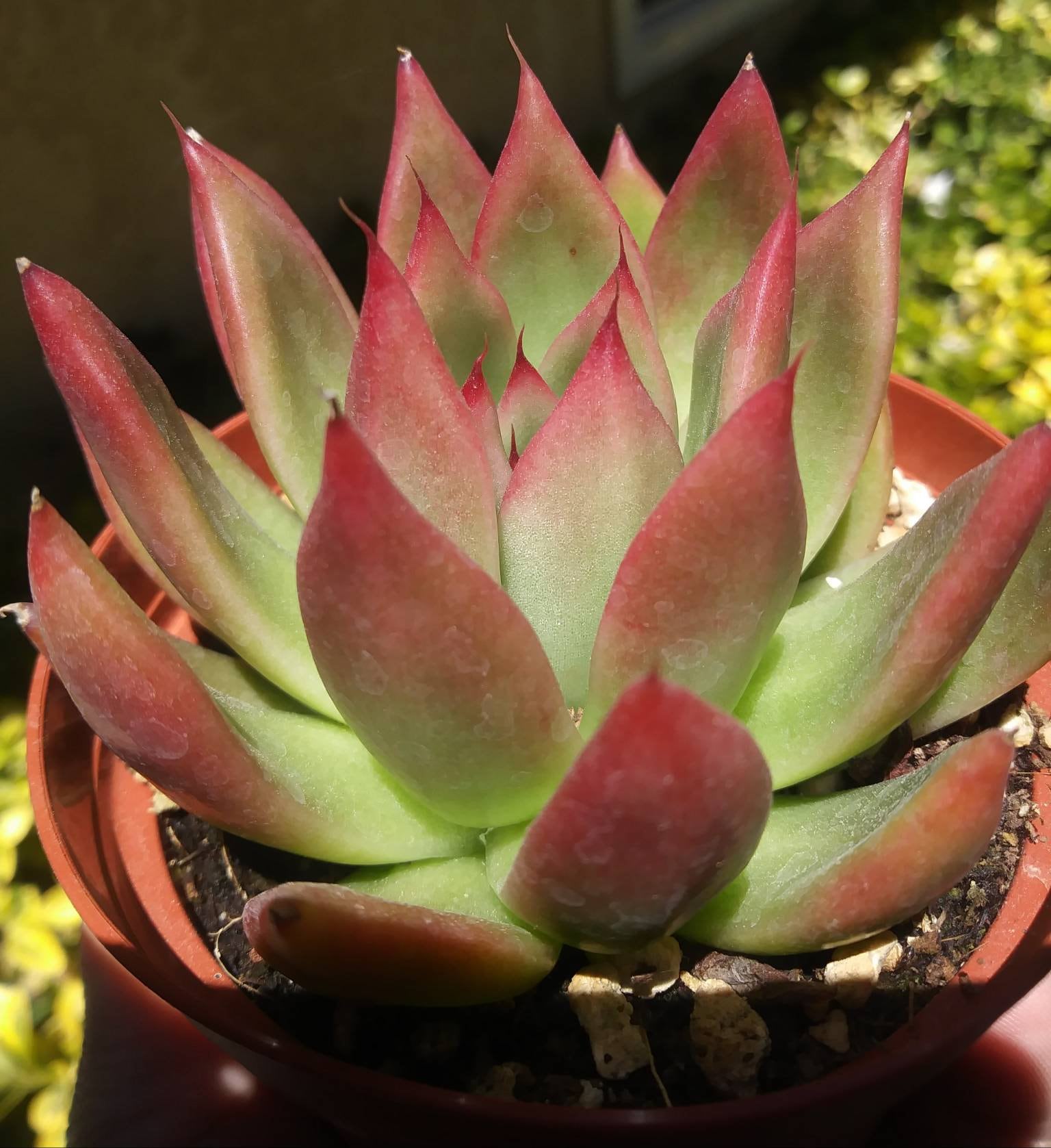 Echeveria Agavoide  Frank Reinelt (4" pot) - Beaultiful Desert Plants 