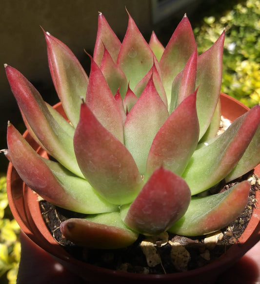 Echeveria Agavoide  Frank Reinelt (4" pot) - Beaultiful Desert Plants 