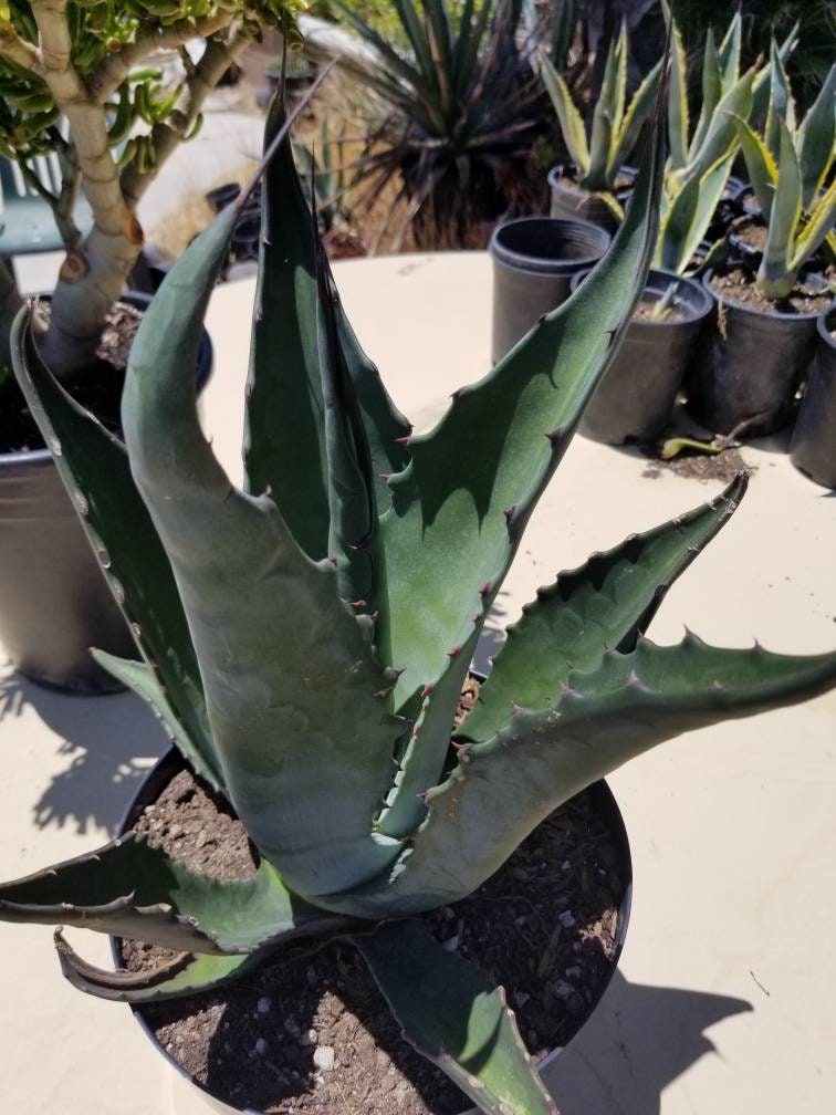 Agave Salmiana  Ferox - Beaultiful Desert Plants 