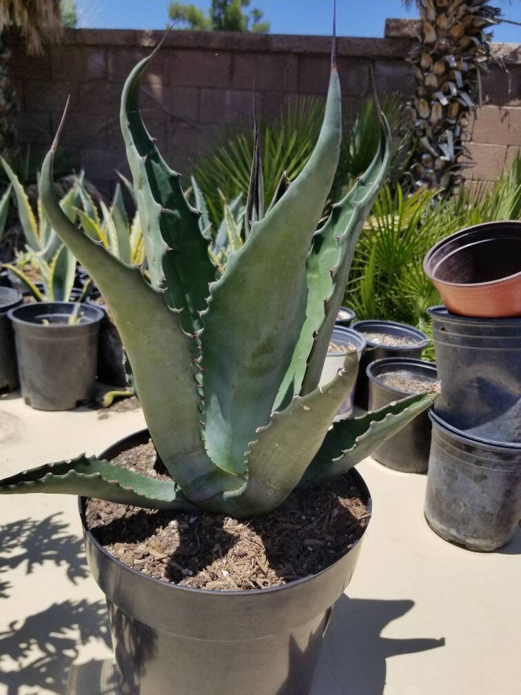 Agave Salmiana  Ferox - Beaultiful Desert Plants 