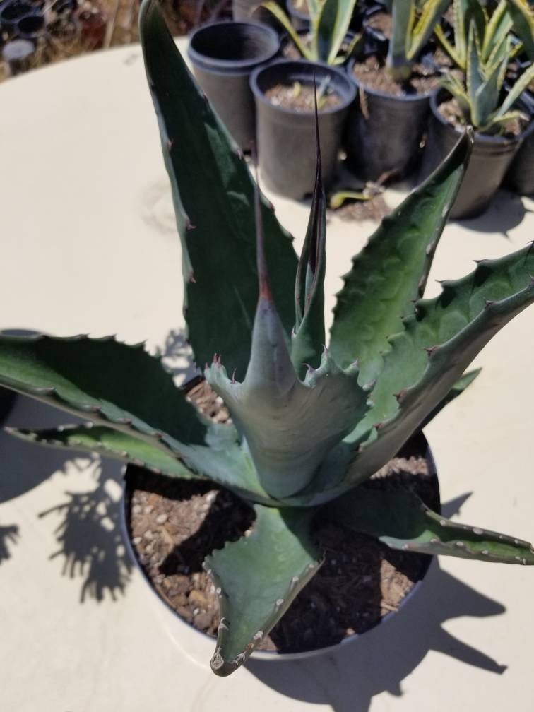 Agave Salmiana  Ferox - Beaultiful Desert Plants 