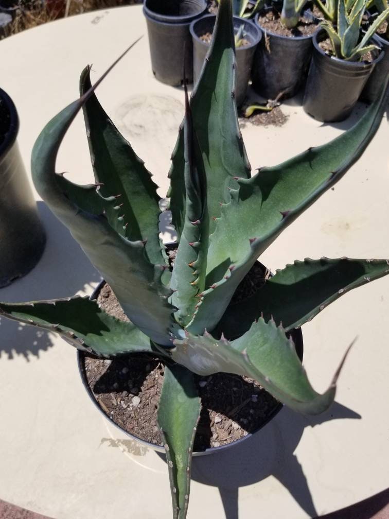 Agave Salmiana  Ferox - Beaultiful Desert Plants 