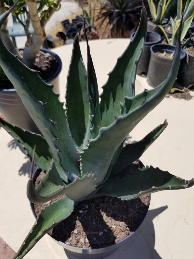 Agave Salmiana  Ferox - Beaultiful Desert Plants 