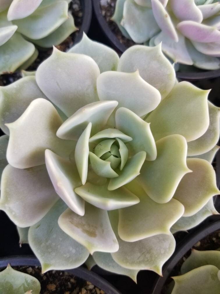 Echeveria Lola (4" pot) - Beaultiful Desert Plants 