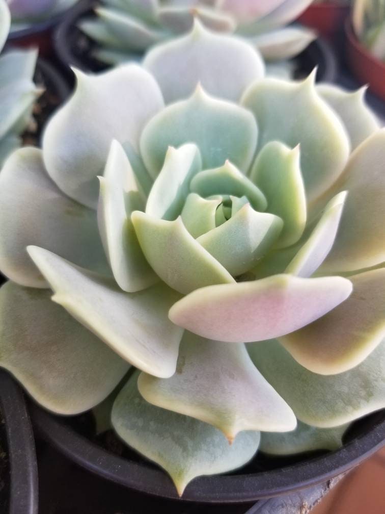 Echeveria Lola (4" pot) - Beaultiful Desert Plants 