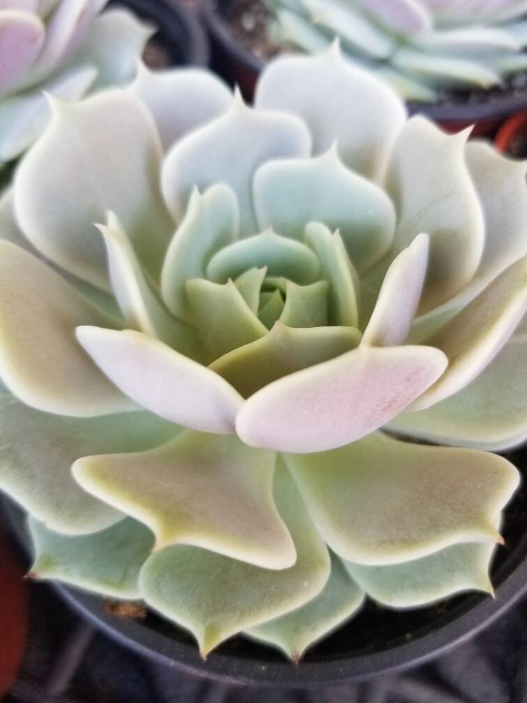 Echeveria Lola (4" pot) - Beaultiful Desert Plants 