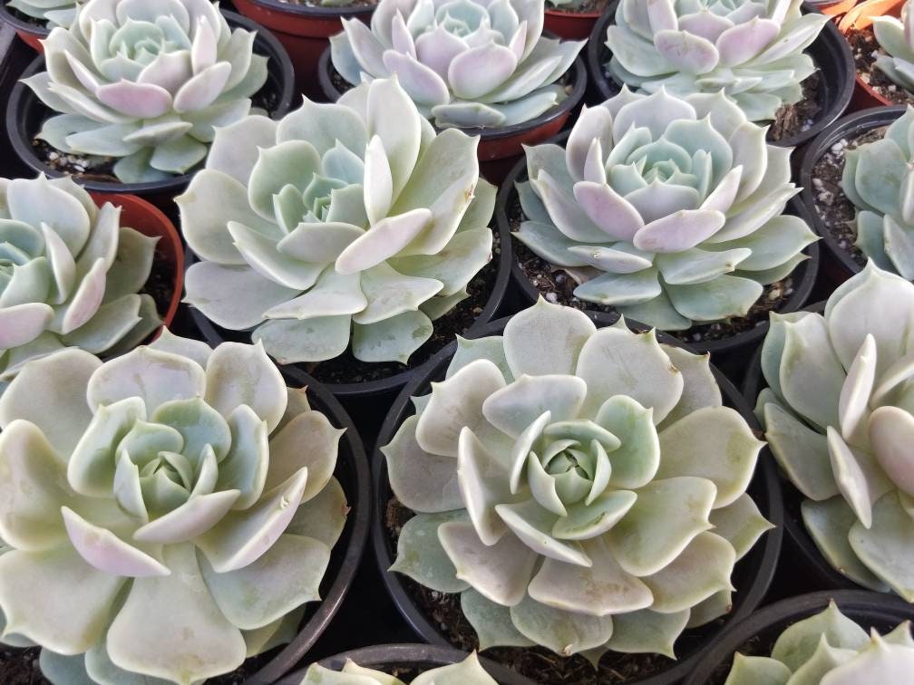 Echeveria Lola (4" pot) - Beaultiful Desert Plants 