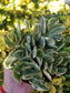 Variegated Crassula Jade (4"Pot) - Beaultiful Desert Plants 