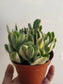 Variegated Crassula Jade (4"Pot) - Beaultiful Desert Plants 