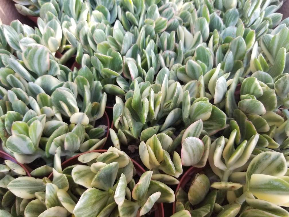 Variegated Crassula Jade (4"Pot) - Beaultiful Desert Plants 