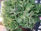 Euphorbia Flanaganii Medusa Crested - Beaultiful Desert Plants 