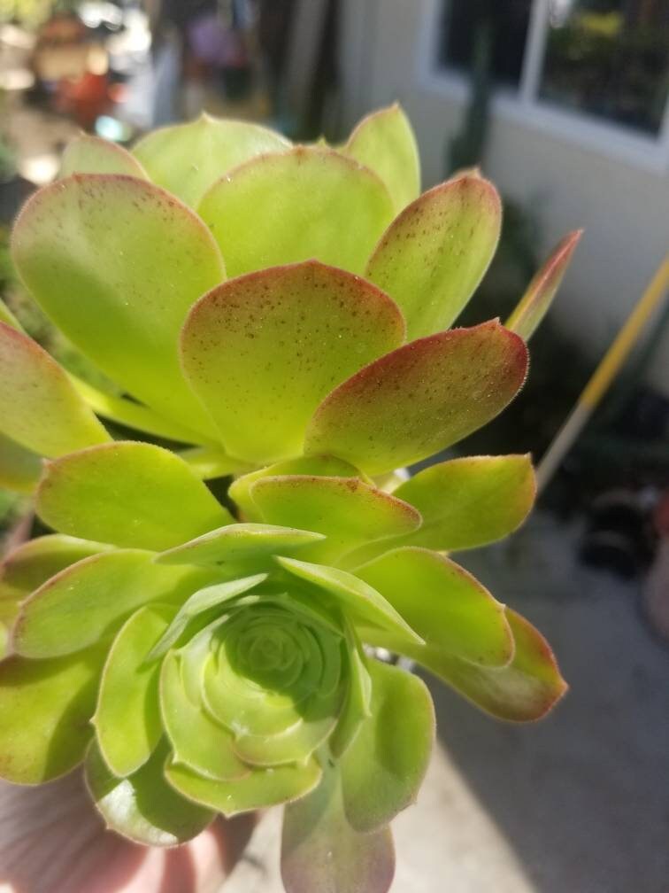 Aeonium Blushing Beauty (4" pot) - Beaultiful Desert Plants 