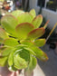 Aeonium Blushing Beauty (4" pot) - Beaultiful Desert Plants 