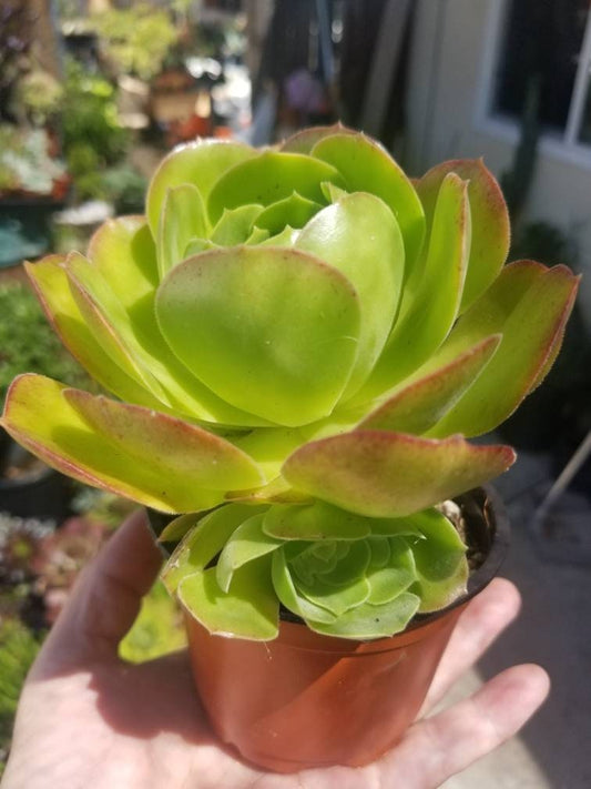 Aeonium Blushing Beauty (4" pot) - Beaultiful Desert Plants 