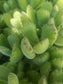 Cotyledon Tomentosa "Bear's Paw" (4" Pot) - Beaultiful Desert Plants 